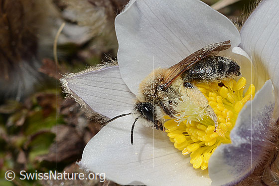 Foto: Erzfarbene Düstersandbiene (Andrena nigroaenea) auf Frühlings-Anemone (Pulsatilla vernalis). Länge 13 - 15mm. Weibchen. Ansicht von der Seite.