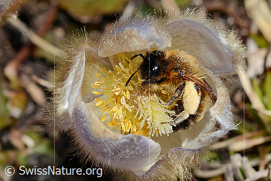 Foto: Erzfarbene Düstersandbiene (Andrena nigroaenea) auf Frühlings-Anemone (Pulsatilla vernalis). Länge 13 - 15mm. Weibchen. Ansicht von schräg vorne.