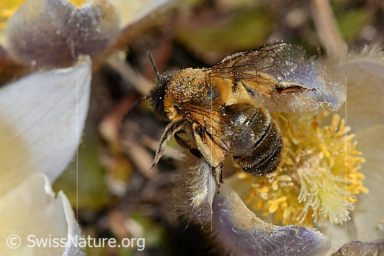 Foto: Erzfarbene Düstersandbiene (Andrena nigroaenea) auf Frühlings-Anemone (Pulsatilla vernalis). Länge 13 - 15mm. Weibchen. Ansicht von oben.