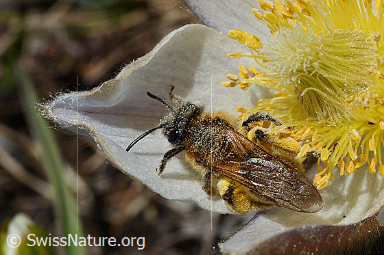 Foto: Erzfarbene Düstersandbiene (Andrena nigroaenea) auf Frühlings-Anemone (Pulsatilla vernalis). Länge 13 - 15mm. Weibchen. Ansicht von oben.