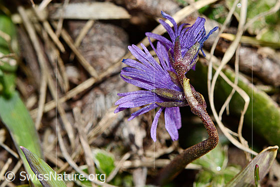 Foto: Grosses Alpenglöckchen (Soldanella alpina). Blüten.