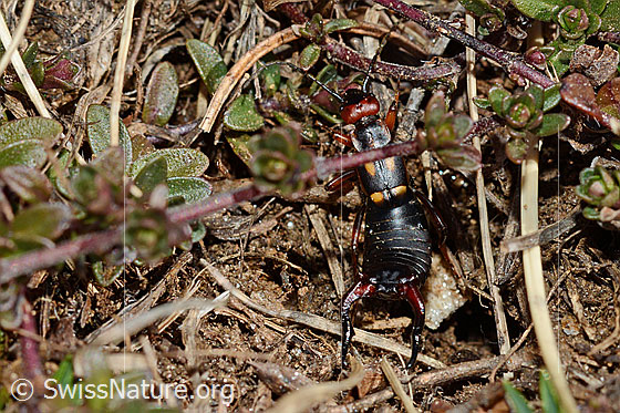 Foto: Zweipunkt-Ohrwurm (Anechura bipunctata). Ansicht von oben.