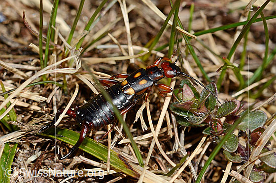 Zweipunkt-Ohrwurm (Anechura bipunctata)
