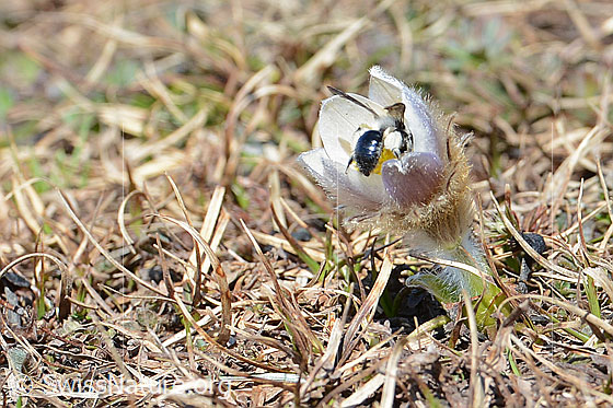 Foto: Graue Sandbiene (Andrena cineraria) an Frühlings-Anemonen (Pulsatilla vernalis). Weibchen. Länge 13-15mm. Ansicht von hinten.