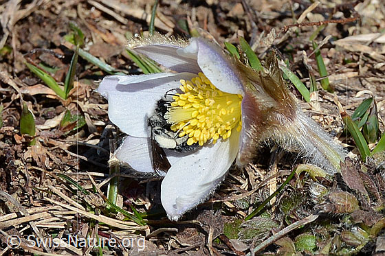 Foto: Graue Sandbiene (Andrena cineraria) an Frühlings-Anemonen (Pulsatilla vernalis). Weibchen. Länge 13-15mm. Ansicht von der Seite.