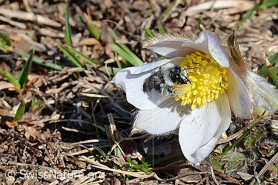 Foto: Graue Sandbiene (Andrena cineraria) an Frühlings-Anemonen (Pulsatilla vernalis). Weibchen. Länge 13-15mm. Ansicht von schräg vorne.
