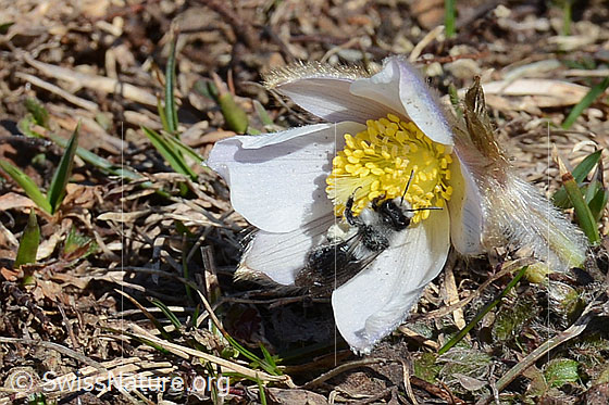 Foto: Graue Sandbiene (Andrena cineraria) an Frühlings-Anemonen (Pulsatilla vernalis). Weibchen. Länge 13-15mm. Ansicht von schräg oben.