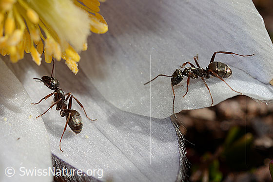 Foto: Zwei Formica lemani (Waldameise) auf Frühlings-Anemone (Pulsatilla vernalis). Länge 4.5 - 6.5mm. 