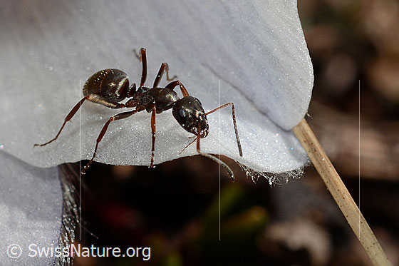 Photo: Formica lemani on Pulsatilla vernalis. Length 4.5 - 6.5mm. View diagonally from the front.