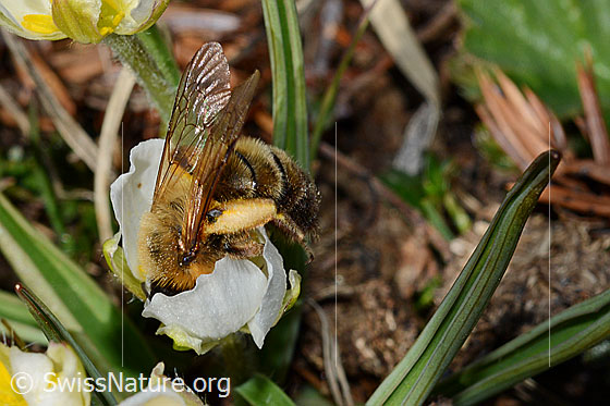 Photo: Andrena nigroaenea on Ranunculus kuepferi. Length 13 - 15mm. Female. View from the side.