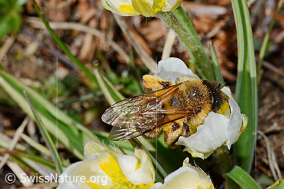 Foto: Erzfarbene Düstersandbiene (Andrena nigroaenea) auf Pyrenäen-Hahnenfuss (Ranunculus kuepferi) . Länge 13 - 15mm. Weibchen. Ansicht von oben.