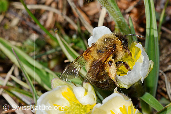 Foto: Erzfarbene Düstersandbiene (Andrena nigroaenea) auf Pyrenäen-Hahnenfuss (Ranunculus kuepferi) . Länge 13 - 15mm. Weibchen. Ansicht von seitlich oben.