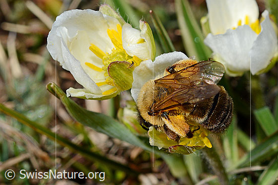 Foto: Erzfarbene Düstersandbiene (Andrena nigroaenea) auf Pyrenäen-Hahnenfuss (Ranunculus kuepferi) . Länge 13 - 15mm. Weibchen. Ansicht von oben.