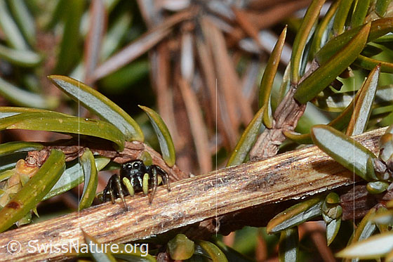 Foto: Wahrscheinlich Heliophanus lineiventris (Springspinne). Weibchen. Länge: 5 - 7.5mm. Ansicht von vorne.