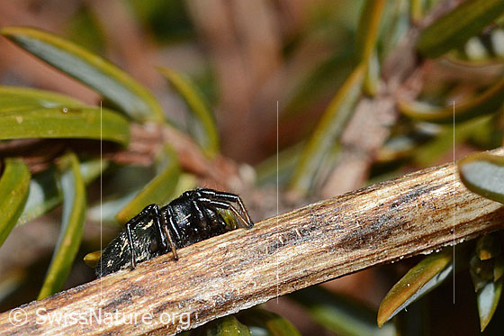 Foto: Wahrscheinlich Heliophanus lineiventris (Springspinne). Weibchen. Länge: 5 - 7.5mm. Ansicht von der Seite.