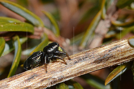 Photo: Probably Heliophanus lineiventris. Female. Length: 5 - 7.5mm. View from the side.