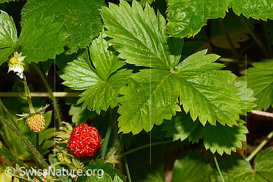 Foto: Wald-Erdbeere (Fragaria vesca). Blätter und Früchte.