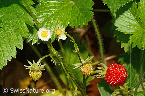 Foto: Wald-Erdbeere (Fragaria vesca). Blüte sowie reife und unreife Früchte.