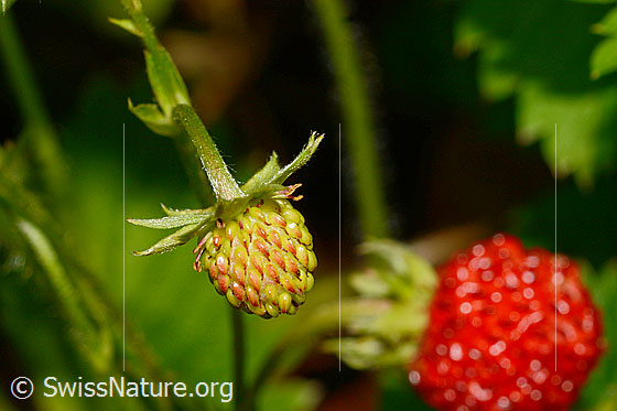 Photo: Fragaria vesca. Unripe fruit.