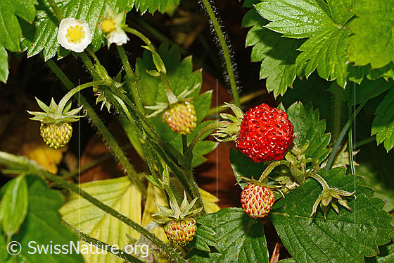 Foto: Wald-Erdbeere (Fragaria vesca). Blüte sowie reife und unreife Früchte.