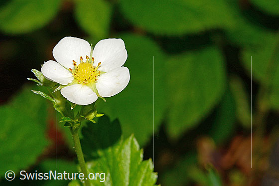 Foto: Wald-Erdbeere (Fragaria vesca). Blüte.