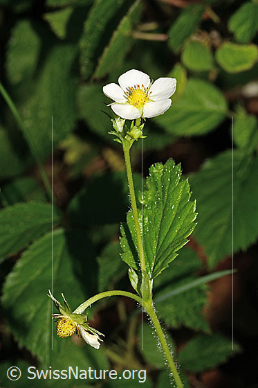 Foto: Wald-Erdbeere (Fragaria vesca). Blüte, Stängel und Blatt.