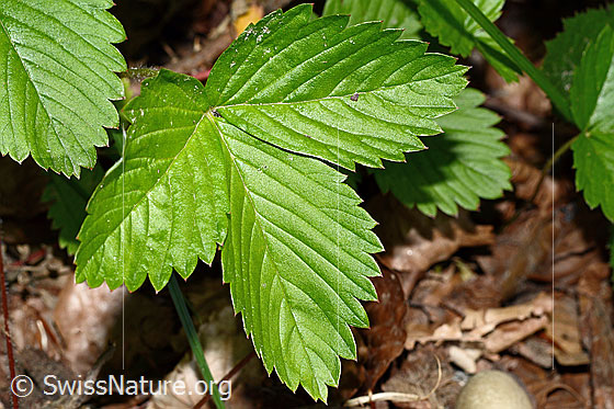 Photo: Fragaria vesca. Leaf.