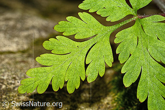 Foto: Ruprechtskraut (Geranium robertianum). Blatt. Detail.