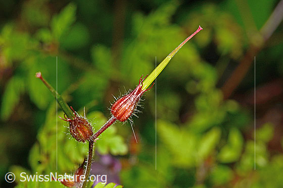 Foto: Ruprechtskraut (Geranium robertianum). Frucht.