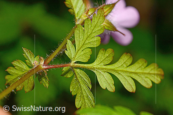Foto: Ruprechtskraut (Geranium robertianum). Blattunterseite und Stängel.