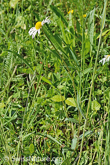 Foto: Gewöhnliche Wiesen-Margerite (Leucanthemum vulgare). Ganze Pflanze (Habitus).