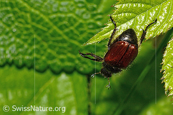 Foto: Gartenlaubkäfer (Phyllopertha horticola). Länge 8.5 - 11mm. Ansicht von hinten oben.