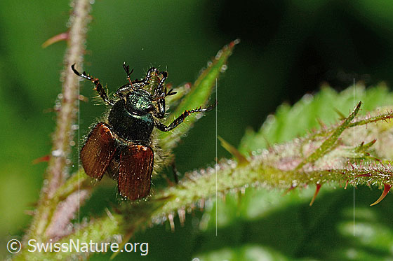 Foto: Gartenlaubkäfer (Phyllopertha horticola). Länge 8.5 - 11mm. Die Flügel sind leicht geöffnet. Ansicht von vorne.