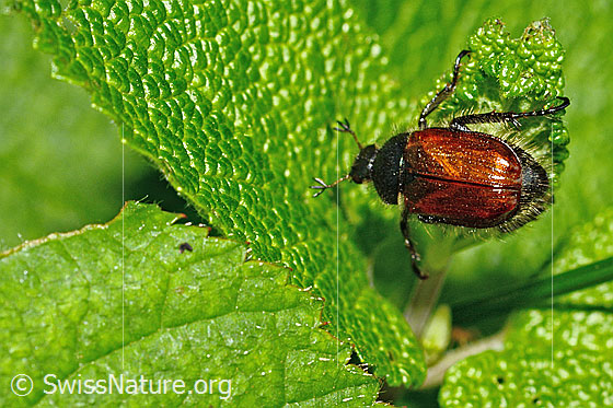 Foto: Gartenlaubkäfer (Phyllopertha horticola). Länge 8.5 - 11mm. Ansicht von oben.