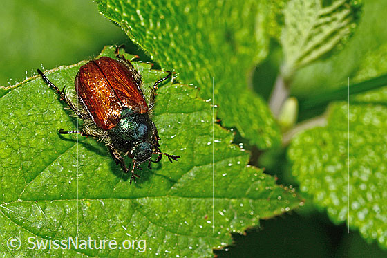 Foto: Gartenlaubkäfer (Phyllopertha horticola). Länge 8.5 - 11mm. Ansicht von schräg oben.