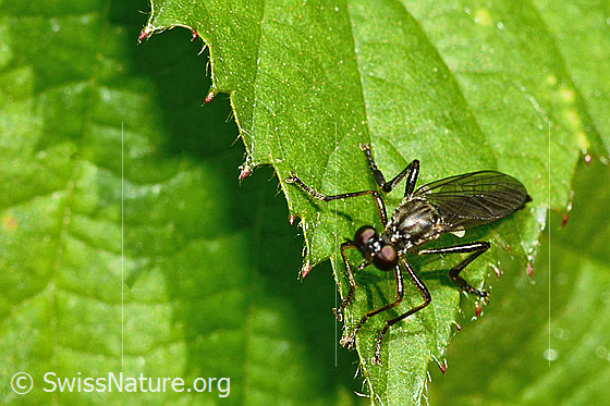 Photo: Dioctria hyalipennis. Length 9 - 12mm. Also called Dioctria baumhaueri genannt. View from the front.