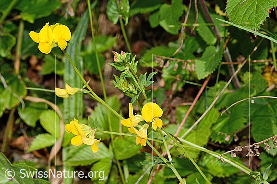Foto: Gewöhnlicher Hornklee (Lotus corniculatus). Ganze Pflanze (Habitus).