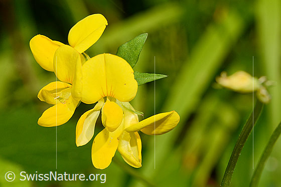 Foto: Gewöhnlicher Hornklee (Lotus corniculatus). Blüten. Ansicht von vorne.