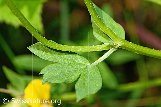 Foto: Gewöhnlicher Hornklee (Lotus corniculatus). Stängel und Blätter.