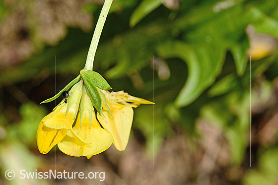 Foto: Gewöhnlicher Hornklee (Lotus corniculatus). Blüten und Stängel. Ansicht von der Seite.