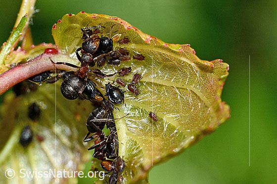 Photo: Formica rufa. Length 4 - 9mm.