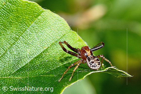 Foto: Wahrscheinlich Xysticus audax. Körperlänge: Männchen 3-5mm, Weibchen 6-8mm. Ansicht von hinten oben.