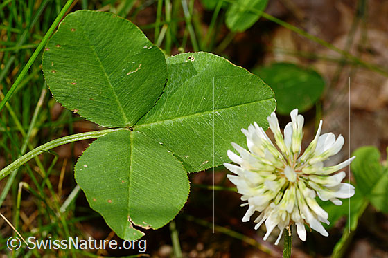 Foto: Kriechender Klee (Trifolium repens). Blätter und Blüte.