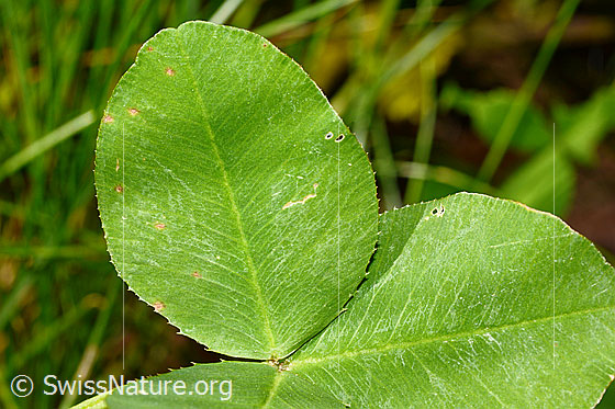 Photo: Trifolium repens. Leaf top.