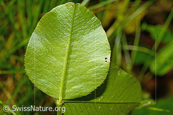 Foto: Kriechender Klee (Trifolium repens). Blattunterseite.
