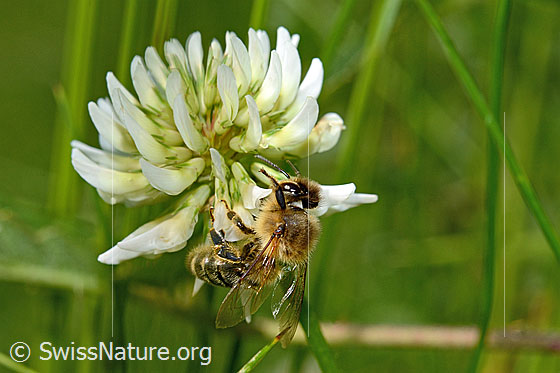 Foto: Honigbiene (Apis mellifera) auf Kriechendem Klee (Trifolium repens). Länge 11 - 13mm. Ansicht von oben.