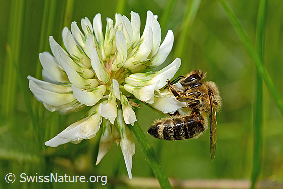 Foto: Honigbiene (Apis mellifera) auf Kriechendem Klee (Trifolium repens). Länge 11 - 13mm. Ansicht von der Seite.