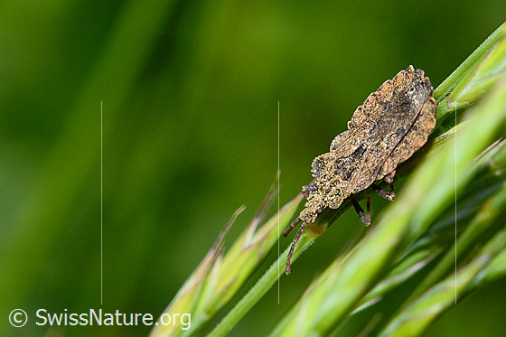 Aradus conspicuus (Rindenwanze)