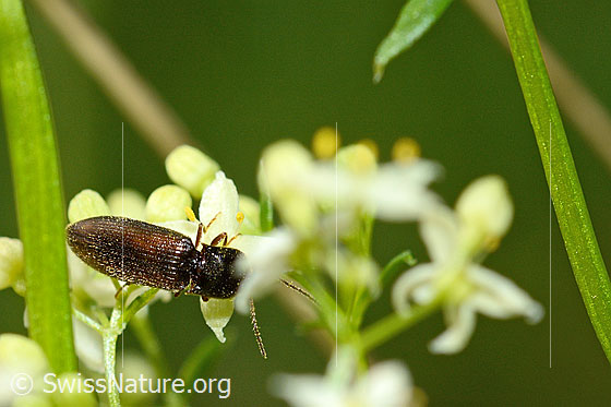 Foto: Gebänderter Schnellkäfer (Athous vittatus). Länge 9 - 11.5mm. Ansicht von oben.