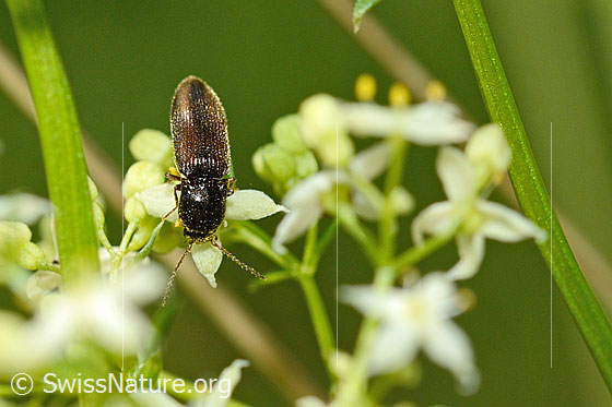 Foto: Gebänderter Schnellkäfer (Athous vittatus). Länge 9 - 11.5mm. Ansicht von oben.